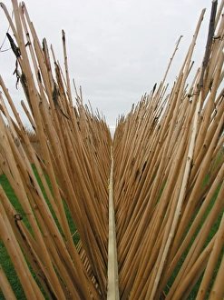 Willows and Wetlands Centre, Stoke St Gregory, Somerset Willows and Wetlands Centre, Stoke St Gregory, Somerset