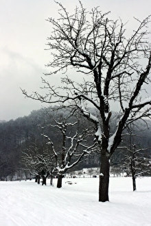 Europe Prints: Winter trees. Arlesheim, Switzerland